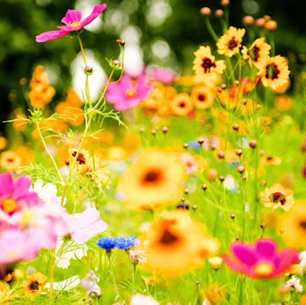 Meet your Posher, Atiana